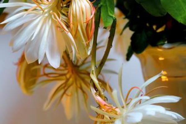 昙花一现是什么生肖(欲钱买昙花一现是什么生肖) 昙花一现是什么生肖(欲钱买昙花一现是什么生肖)