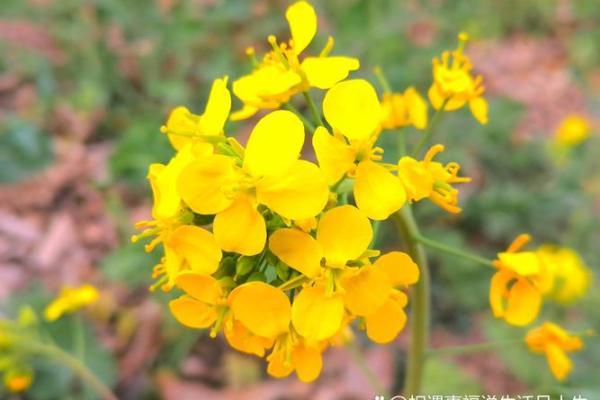 福德化忌 福德化忌命运转折点还是人生警示