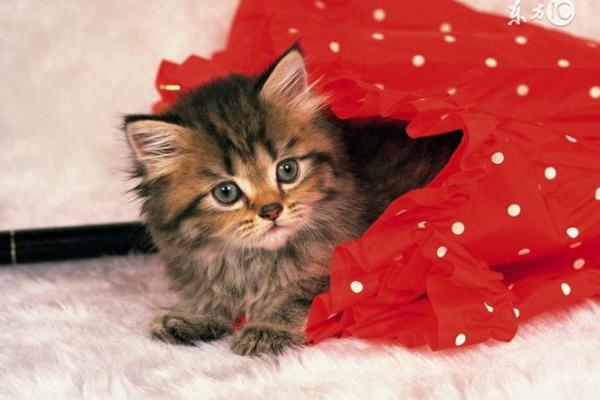 梦到猫是什么征兆 女性