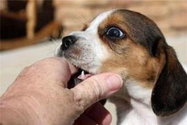 男人梦见狗咬手是吉兆