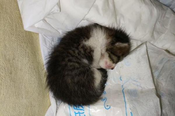 梦见猫生小猫是什么预兆