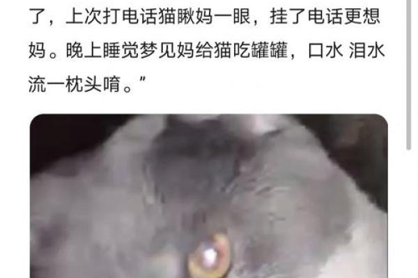 男人梦见猫是什么意思