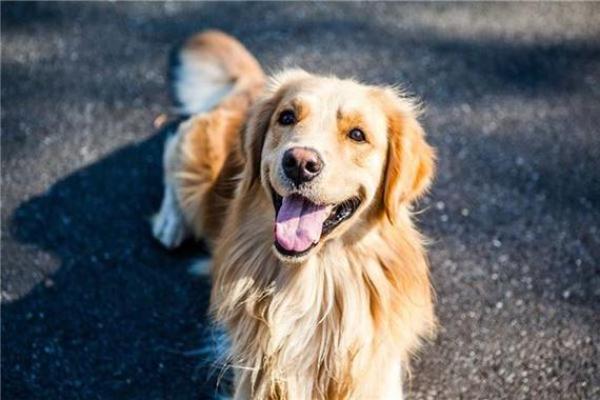 梦见狗是什么预兆 女性