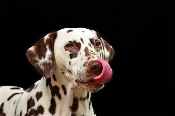 梦见狗是什么预兆 女性