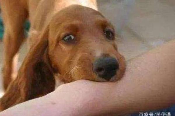 梦见自己被别人的狗咬了是什么意思