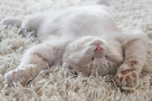 做梦梦见猫是什么征兆