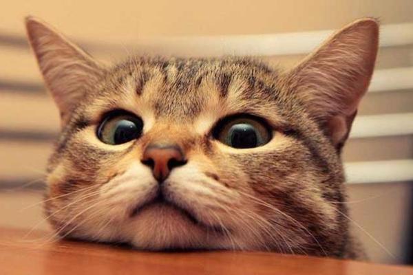 女人梦见猫的七大预兆