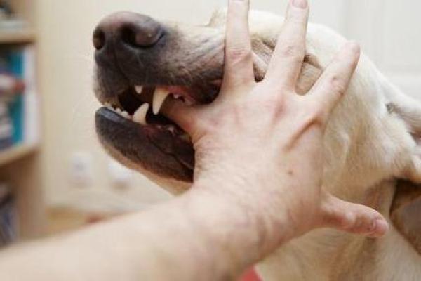 女人梦见狗咬自己是什么意思