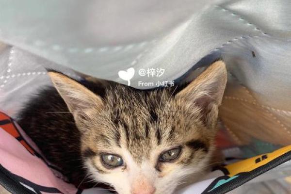 梦见猫就是黄仙缘分大啥意思