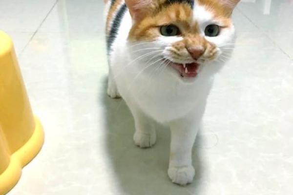 梦见会说话的猫