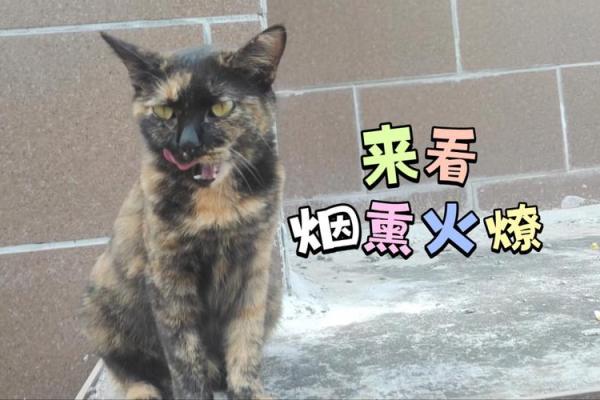 战火燎城是什么动物