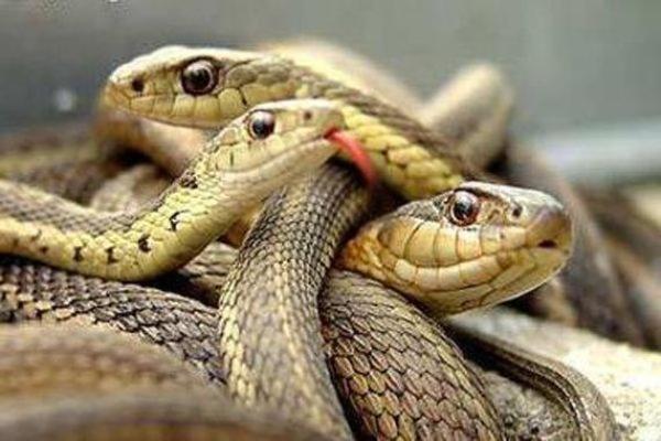 梦到两条蛇预示着什么