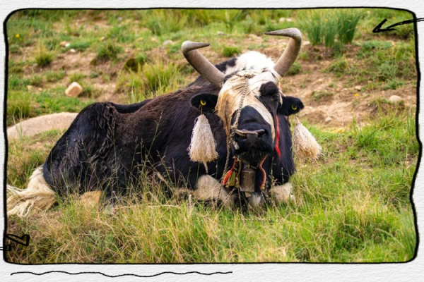 一路向西指什么动物