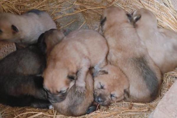 梦见一群小狗是什么意思