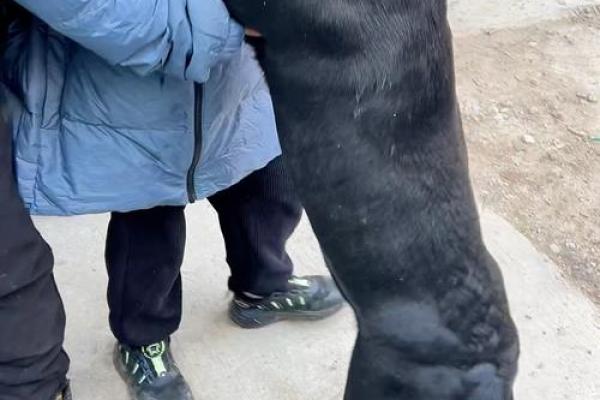 梦见黑狗亲近自己是什么征兆