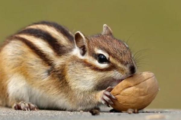 目光短浅指什么生肖