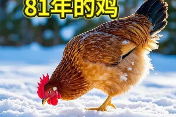 12月份出生的属鸡男孩起什么名字好姓名 12月份出生的属鸡男孩起什么名字好姓名