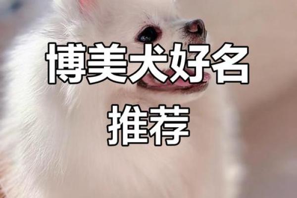 给狗狗起名字-狗名大全-母狗狗的名字-公狗狗的名字-名字大全-华易算命网姓名