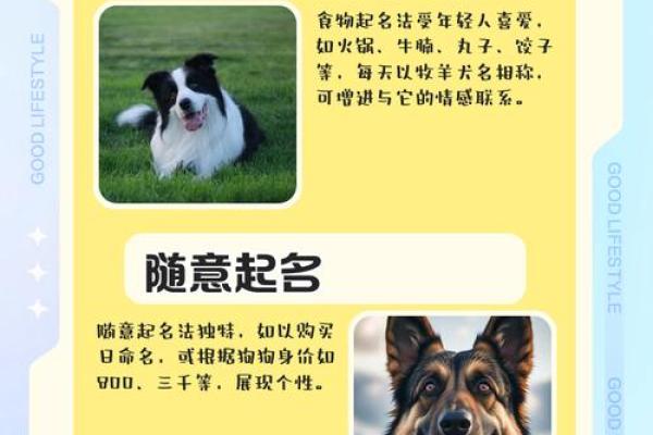 给狗狗起名字-狗名大全-母狗狗的名字-公狗狗的名字-名字大全-华易算命网姓名